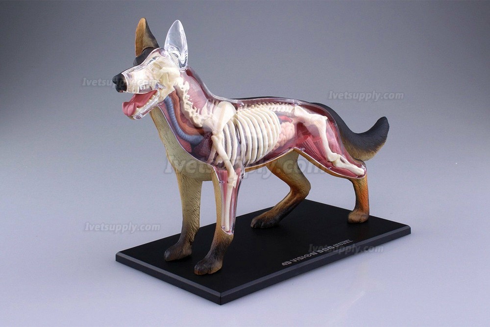 Dog Standing Puzzle Animal Anatomy Model Dog Dissection Model Figure